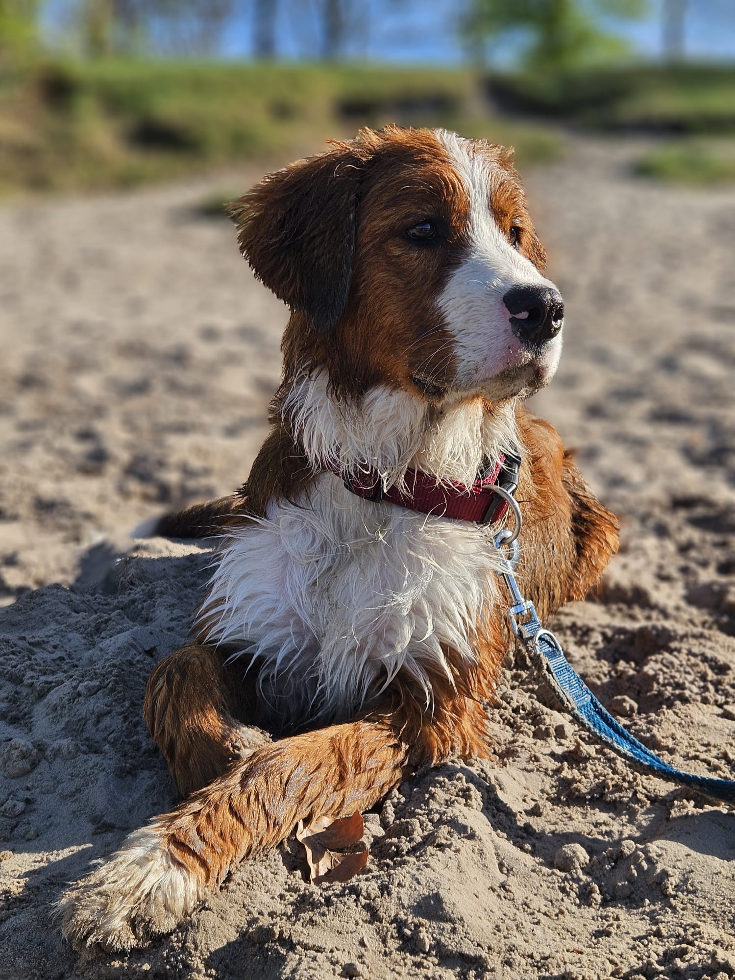 Bailey am Strand im Sand